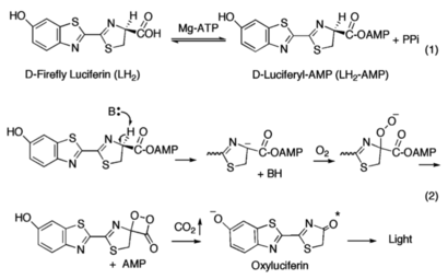 The generally accepted mechanism of firefly bioluminescence. The first reaction (1) involves the production of an luciferyl-adenylate intermediate. The second reaction (2) involves oxidative decarboxylation that emits CO2 and results in bioluminescent properties.