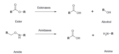 Figure 2: Esterase Reaction