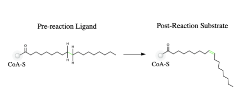 Figure 1. Overall reaction completed by the SCD1 enzyme. It introduces a double bond between carbons 9 and 10 on the ligand Stearoyl CoA, converting it into Oleoyl CoA.