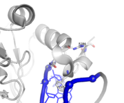 TBX3 3_10螺旋与DNA相互作用。