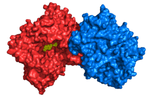  Surface representation of DPP-IV designed in PyMol from PDB 1X70. Red and blue represent individual chains of dimer with the ligand bound in yellow.  