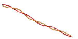 Tropomyosin: Coiled-Coil Dimer, which is composed of two alpha helices (1C1G)