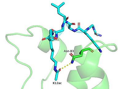 BRPF1 Asn-83 forms a hydrogen bond with the carbonyl moiety of the acetyllysine residue. The bromodomain is shown in green. The H4K12ac peptide is shown in cyan. (PDB entry 4QYD)
