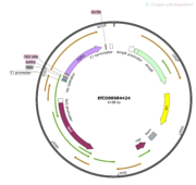 Figure 2:This is our plasmid visualized using Snap Gene