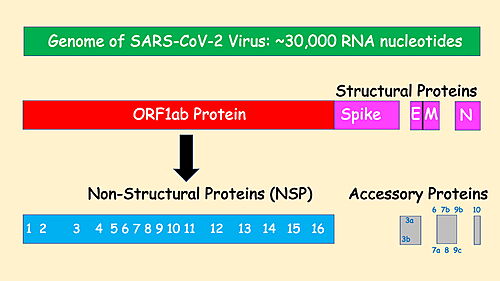 SARS-CoV-2 Protein Organization, redrawn from NY Times