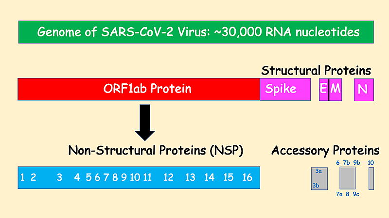 Image:SARS-CoV-2 Prot Organization.jpg