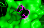 Fig.1:The bromodomain of BAZ1A has the asparagine anchor residue required for binding and a non-canonical glutamic acid gatekeeper residue (residues coloured in magenta)