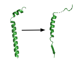 Figure 1. APP fragment conformational change in gamma secretase. APP bound to GS undergoes a conformational change. The free state consists of 2 helices. Once bound to GS, the N-terminal helix unfolds into a coil and the C-terminal helix unwinds into a β-strand. Then the APP β-strand of APP forms a β-sheet interaction with PS1. Cleavage by the protease occurs between the helix and the β-strand.