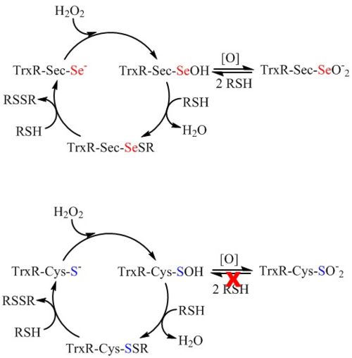 Redox advantage of Sec (adapted from ref. 2). Both Sec- and Cys-TrxRs react with oxidants forming selenenic/sulfenic acid which can be resolved by thiol. A second equivilant of thiol can restore enzyme activity. However, over oxidation from the selenenic/sulfenic acid to Sec-SeO2- or Cys-SO2- renders the Cys-enzyme inactive. Both enzymes can be oxidized, but only Sec-enzymes can be reduced from the Sec-SeO2- form back to active enzyme. Once Cys-enzymes reach the Cys-SO2- state, they cannot be reduced back to the active enzyme (shown with the red X).