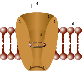 Diagram of an Ion Channel