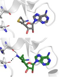 Figure 4: SAH (grey) and Sinefungin (green) in the SET7/9 cofactor binding pocket. The amine group of sinefungin potentially makes two hydrogen bonds to the main chain carbonyls of Arg265 and His293. Sinefungin was modeled using PDB: 1O9S by changing the sulfur of the bound SAH to methylene and then attaching an amine group.