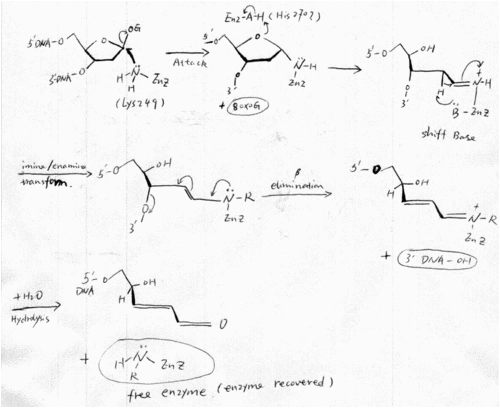 Fig6 Catalytic mechanism of hOGG [22