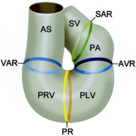 The sinus venosus (SV), the sinoatrial ring (SAR), the primitive atrium (PA), atrioventricular ring (AVR), primitive left ventricle (PLV),  primary ring (PR), primitive right ventricle (PRV), ventriculoarterial ring (VAR), and the aortic sac (AS) .