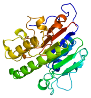 Figure 1.Ribbon Structure of APE1. Antiparallel beta sheets line the interior of the enzyme, while alpha helices line the exterior.