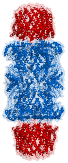 Length view of Proteasome