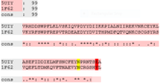 Fig.2:BAZ1A and BAZ1B both have a conserved asparagine anchor (in yellow) but BAZ1A has a glutamic acid gatekeeper residue instead of a valine gatekeeper residue in BAZ1B (in red), present in the binding pockets of several acetyl-lysine binding bromodomains. Sequence alignment was carried out using Tcoffee 