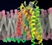 איור 4 חלבון ספייק נקשר על פני הקולטן של התא המודבק אילוסטרציה של מבנה הקולטן  Ramon Andrade 3Dciencia, SPL