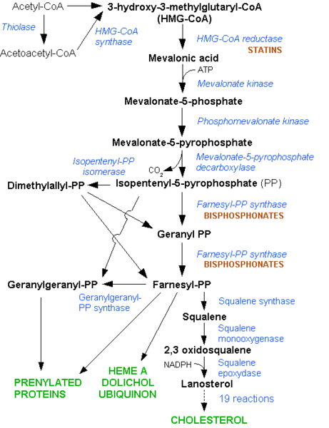 Image:HMG-CoA reductase pathway.png