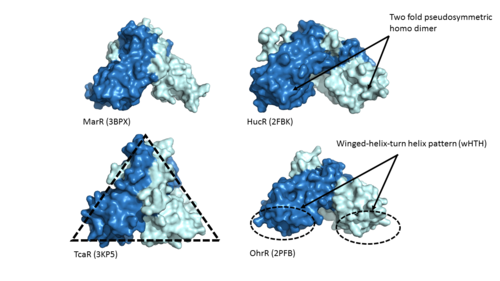 Figure 1: MarR protein family features. Proteins MarR (3BPX), HucR (2FBK), TcaR (3KP5), and OhrR (2PFB) are pictured above with conserved features of the MarR protein family highlighted