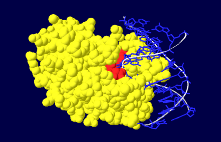 Figure 4. Nuclease domain (yellow) of APE1 bound to DNA (blue), with the active site amino acid residues labelled in red. .