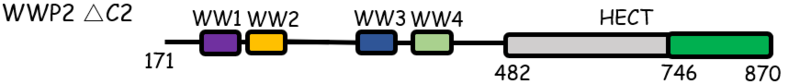 Image:WWP2 Scheme from paper fig 1A top.png