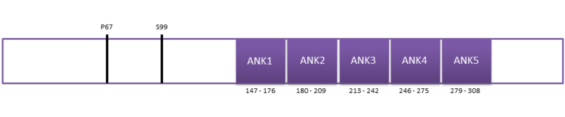 Domain architecture and modification sites of Ankrd2