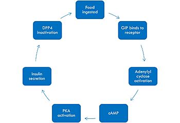 Mechanism of GIP activation and deactivation.
