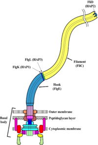 细菌鞭毛由一根细丝、一个万向节（钩）和一个马达（基体）组成。