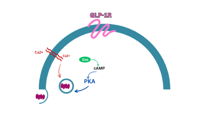 Pathway of Insulin Secretion through GLP-1 Receptor