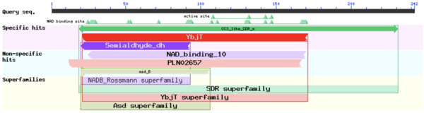 Image 6. Using the FASFA sequence of TIP30 in a NCBI search for conserved domains revealed the presence of YbjT, NAD binding, And, and SDR domains[14].