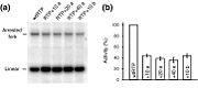 RTP fusion proteins have partially replication fork arrest activity in B. subtilis. (a) A Southern blot showing in vivo replication fork arrest assays for the indicated RTP fusion proteins at TerI on pID2. (b) Normalized fork arrest activity of each RTP fusion protein. Data are shown as the means (± standard errors).