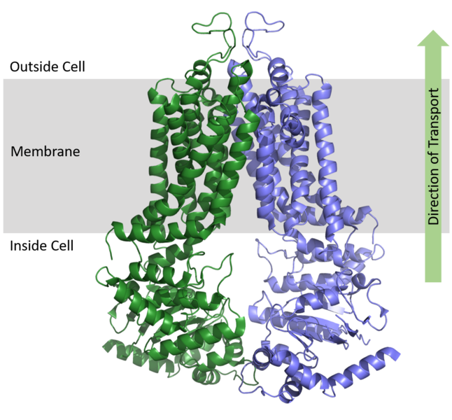 Image:Protein orientation map ABCG2.png