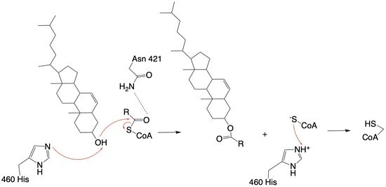 Figure 4: Acyltransferase mechanism of ACAT1 with conserved MBOAT family catalytic residue.