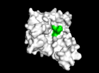 Image 4. TIP30 mutagenesis occurs in residues 28-31 as shown in green. This image was created using PYMOL.