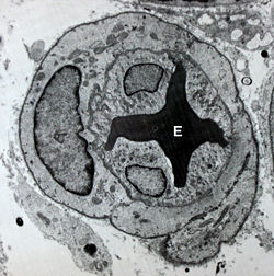 Image of a blood vessel with an erythrocyte (E) within its lumen and endothelial cells form its its tunica intima