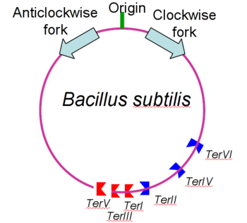 B. subtilis genome showing origin of replication, polar Ter sites and both replication forks.