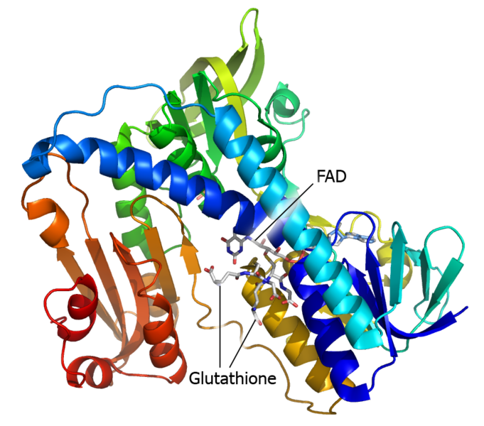 Image:Glutathione reductase.png
