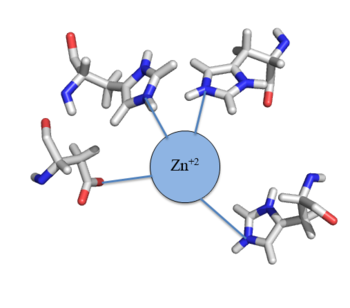 Figure 4: Zn+2 tetrahedral binding complex