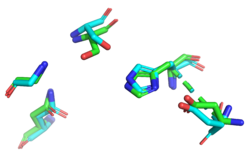 Figure 2. Active site of 1BWR aligned with the putative active site of YxiM, RMSD = 0.506.