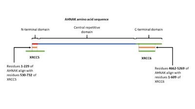 Figure 3. A visual representation of AHNAK's amino acid sequence and its sites of similarity with the proteins XRCC5 and XRCC6.