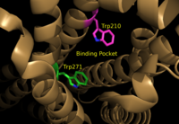 Figure 6: Illustration of key LPA1 binding pocket residues Trp210 and Trp271. These residues provide rotameric shifts and expansion that allow for favorable interactions with phosphorylated cannabinoid ligands.