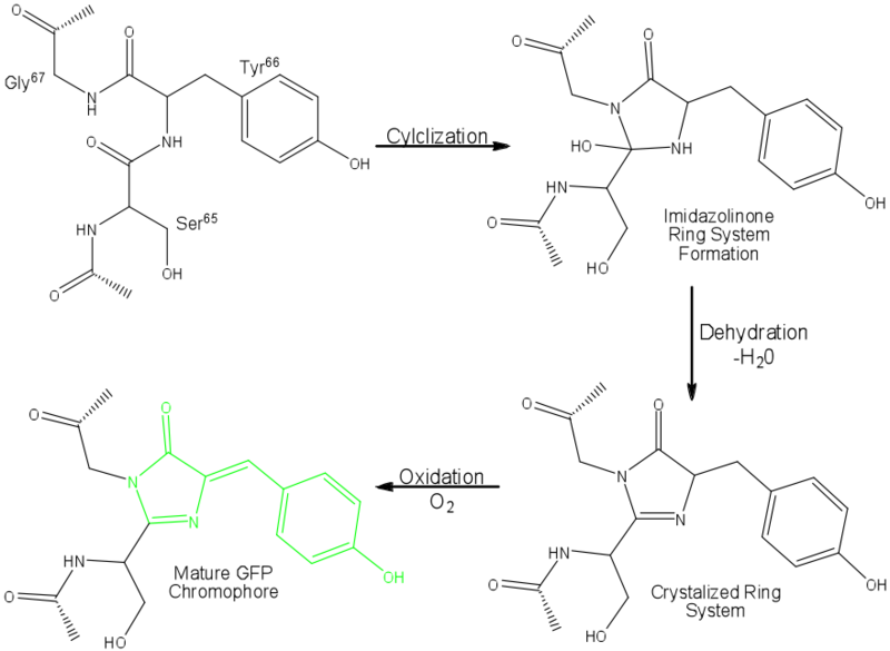 Image:GFP Chromophore.png