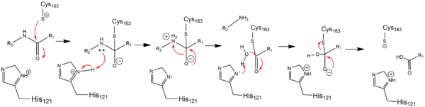 active site mechanism