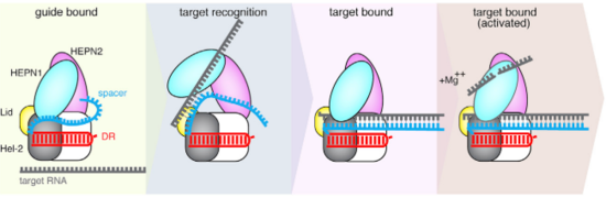 Fig.4 Proposed mechanism of crRNA targeting by Cas13b