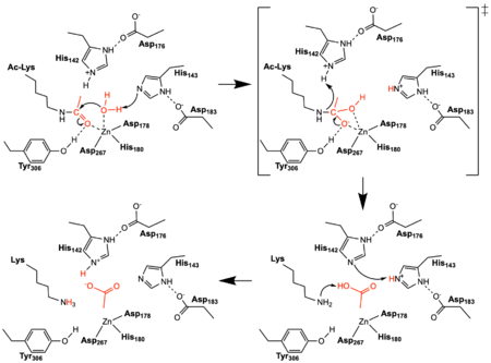 Figure 2: The reaction mechanism catalyzed by HDAC8. The reacting water, acetyl group, and acetate product are shown in red. Tyr306 was mutated to Phe306 to determine the structure in the PDB file 2v5w.