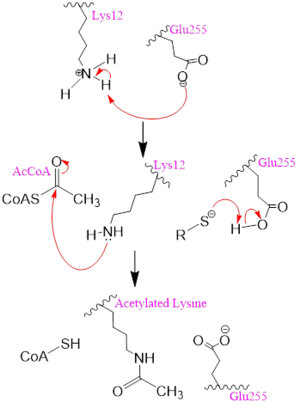 Figure 2.  A possible acetylation mechanism of HAT1 (PDB: 1BOB). Mechanism consists of deptronation of Lys-12 of histone H4 and then transfer of an acetyl group from Acetyl CoA to Lys-12.