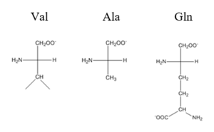 Comparison of Val, Ala, and Gln residues