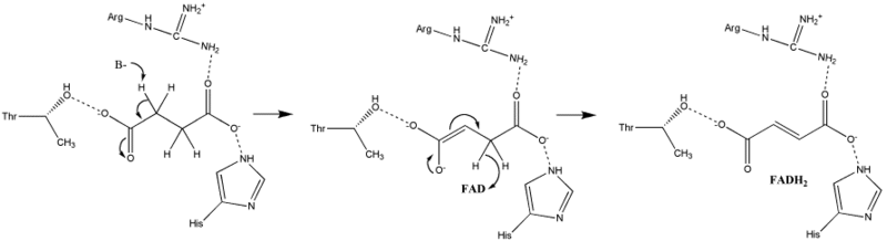 Image:S.D.Oxidation of Succinate E1cb.gif