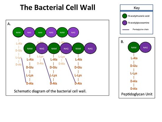 Figure 1.(A)Rows of Peptidoglycans forming a Bacterial Cell Wall (B)Peptidoglycan with D-Ala-D-Ala substrate