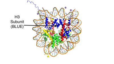 Figure 1: This is the crystal structure of a histone bound to DNA. Its subunits are color coded.